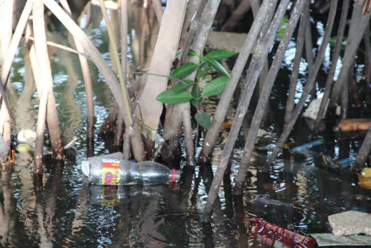 La zona manglar se encuentra llena de bolsas de papitas, de agua y de toda clase de “mekatos”. DANIELA BUELVAS - EL UNIVERSAL