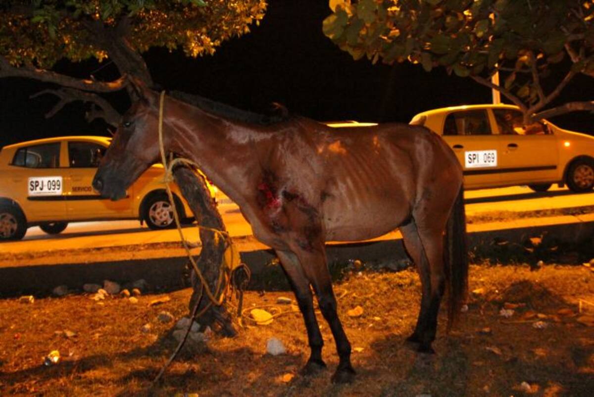 El animal sufrió magulladuras por las riendas al momento del arrastre NAYIB GAVIRIA - EL UNIVERSAL.COM.CO