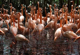 ¡Agéndate! Cartageneros podrán entrar gratis este domingo al Aviario Nacional