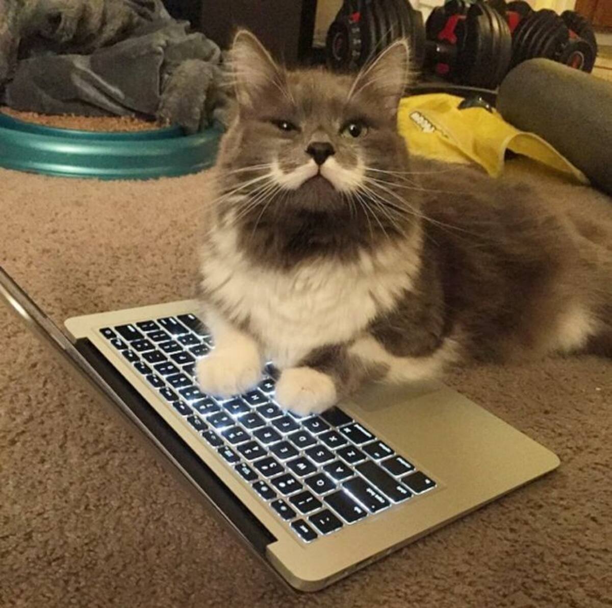 Instagram hamilton_the_hipster_cat