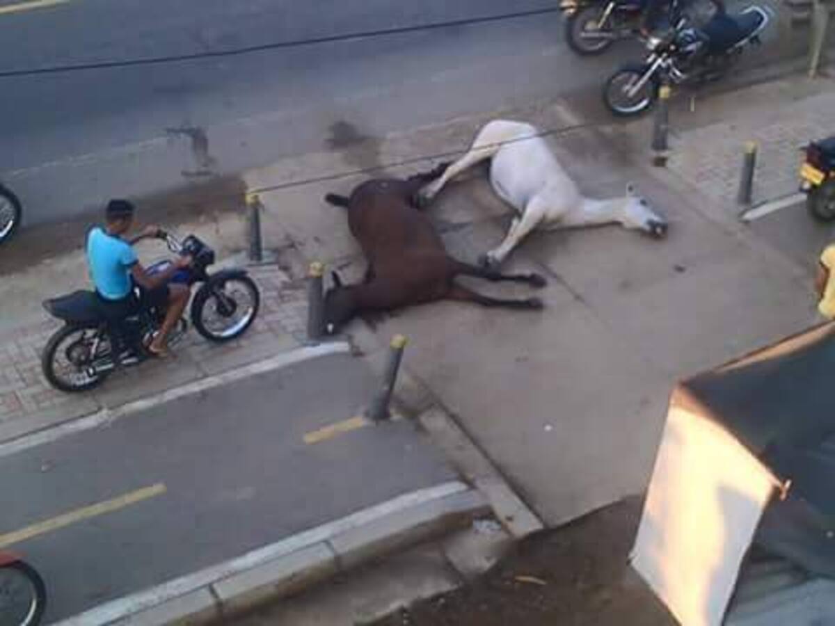 Los dos caballos fueron atropellados por un carro que perdió el control en la vía principal de la localidad. El Universal - Montería