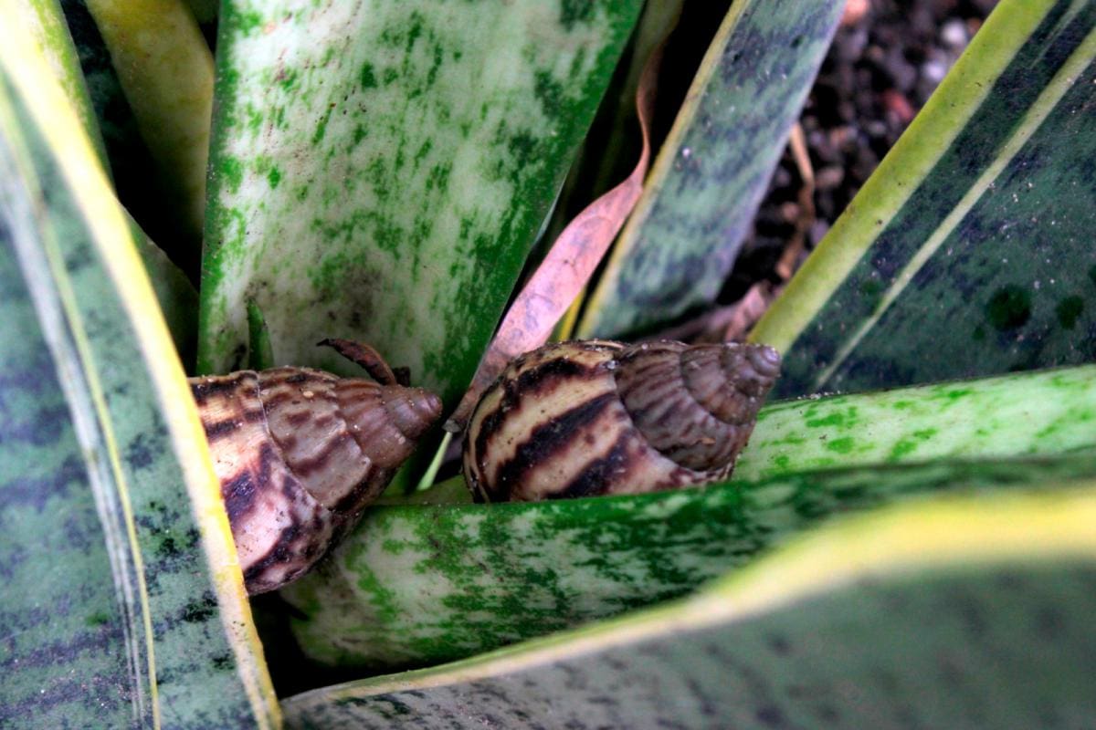 Recomendaciones en caso de encontrar caracoles africanos en su jardín