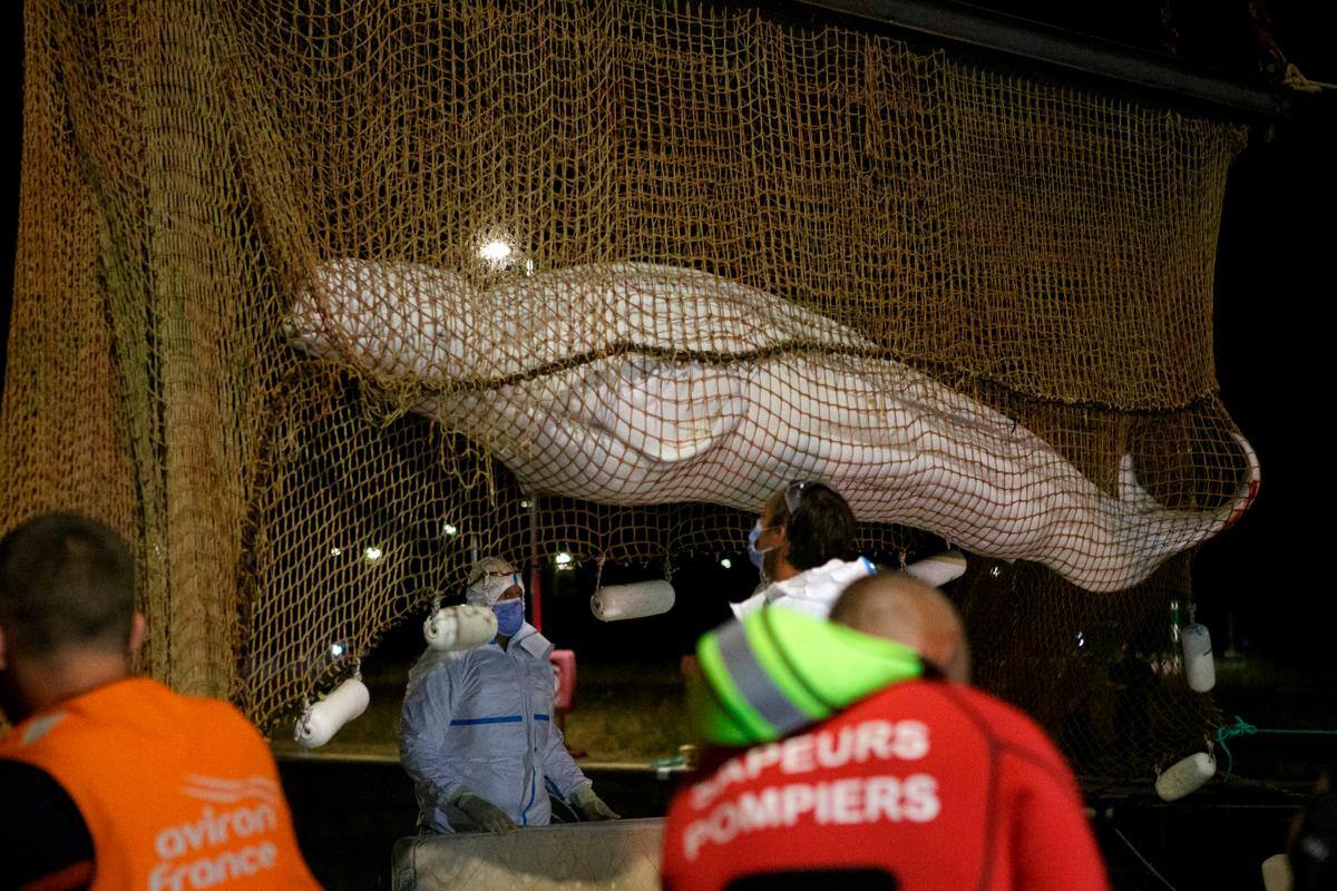 Muere la ballena beluga que iba a ser devuelta al mar desde el Sena