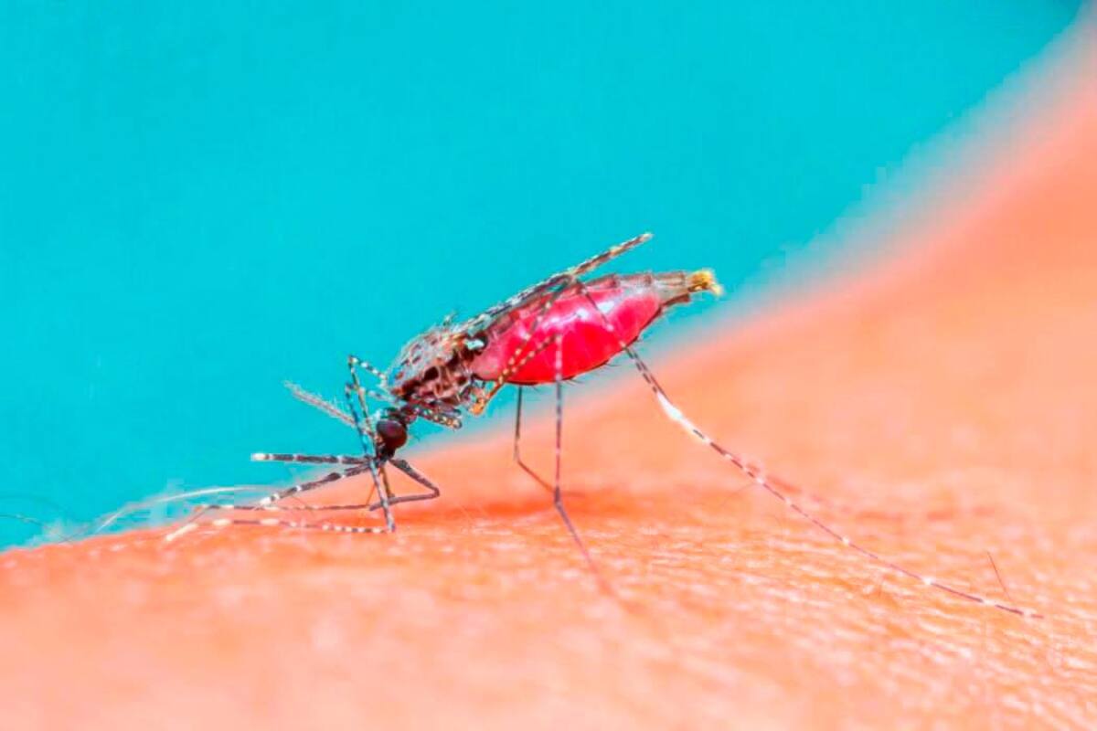 Se acercan puentes festivos y vacaciones de fin de año: protégete del dengue