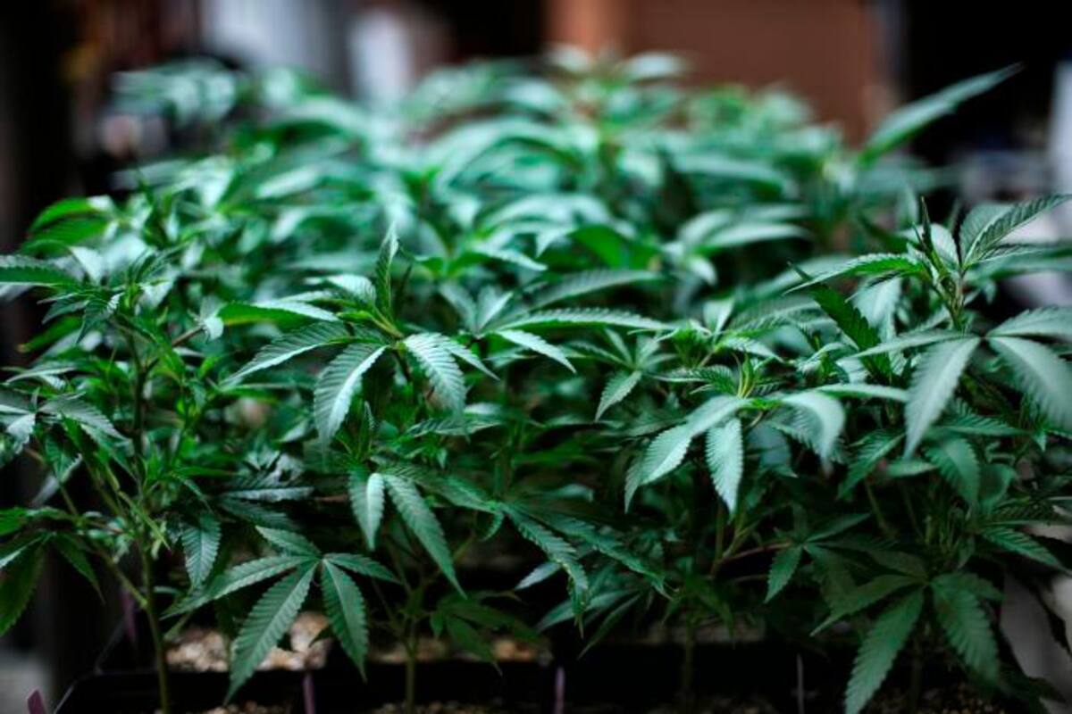 ONU reconoce propiedades medicinales del cannabis