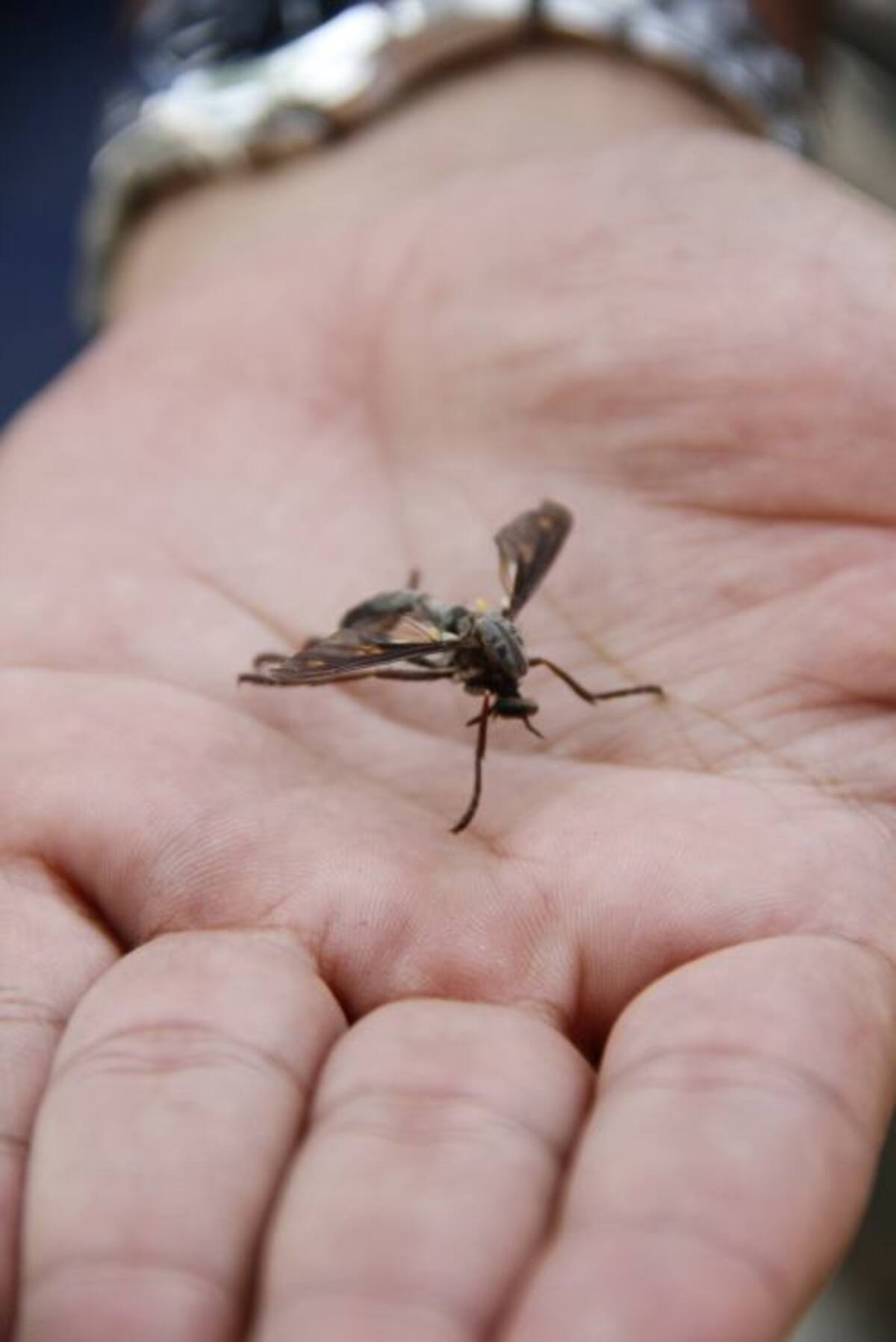 Algunas comunidades están preocupadas por la proliferacion de mosquitos y bichos tan grandes como el de la fotografía. Luis Eduardo Herrán. El Universal.