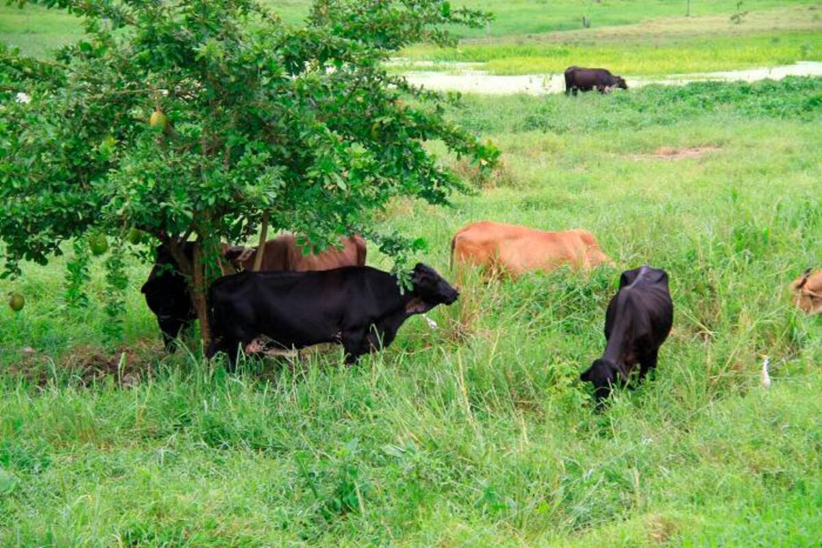 Enseñan a las vacas a ir al baño para reducir contaminación por amoníaco