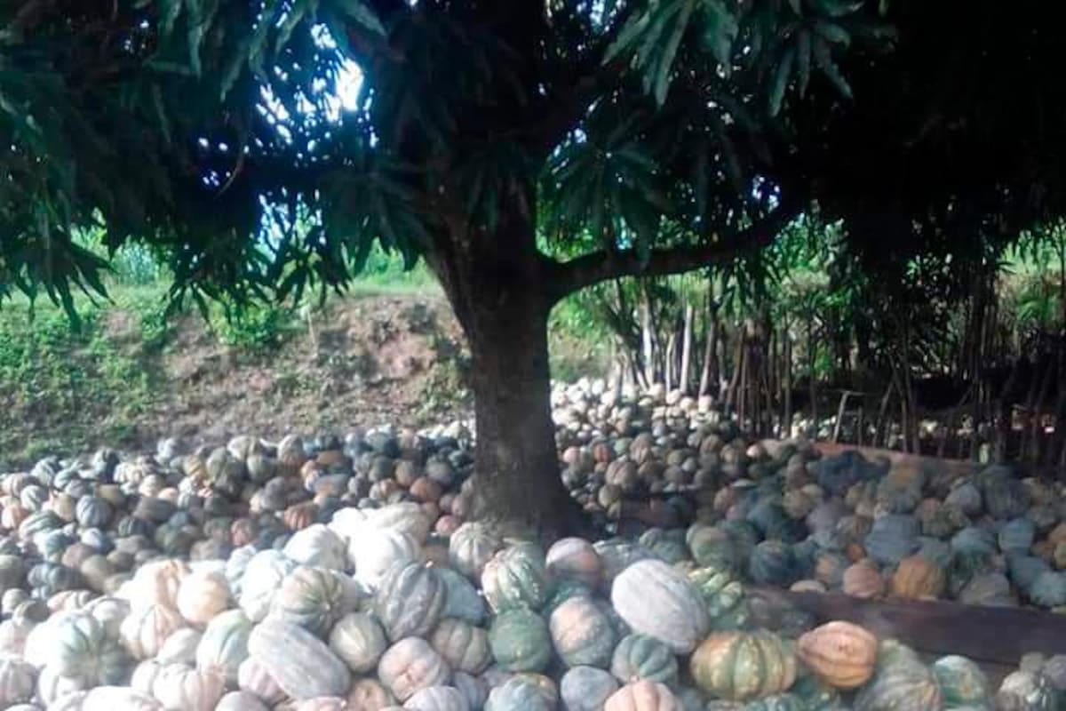 Más de cien toneladas de ahuyama se pierden en Achí