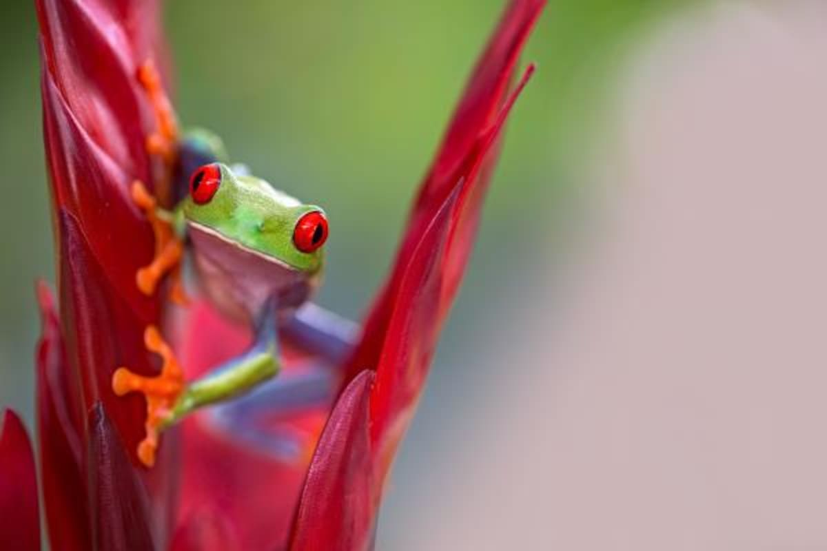 Con ranas salvarían millones de vidas