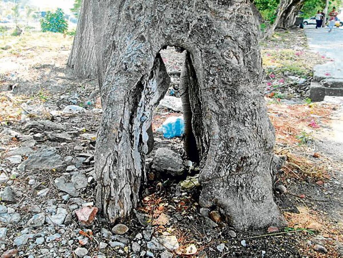 Un árbol de Acacia que se encuentra en el sector Dandy no tiene salvación porque está inexorablemente atacado por una pudrición apical.