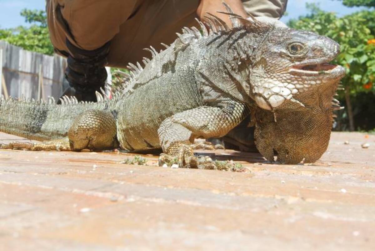 JULIO CASTAÑO - EL UNIVERSAL