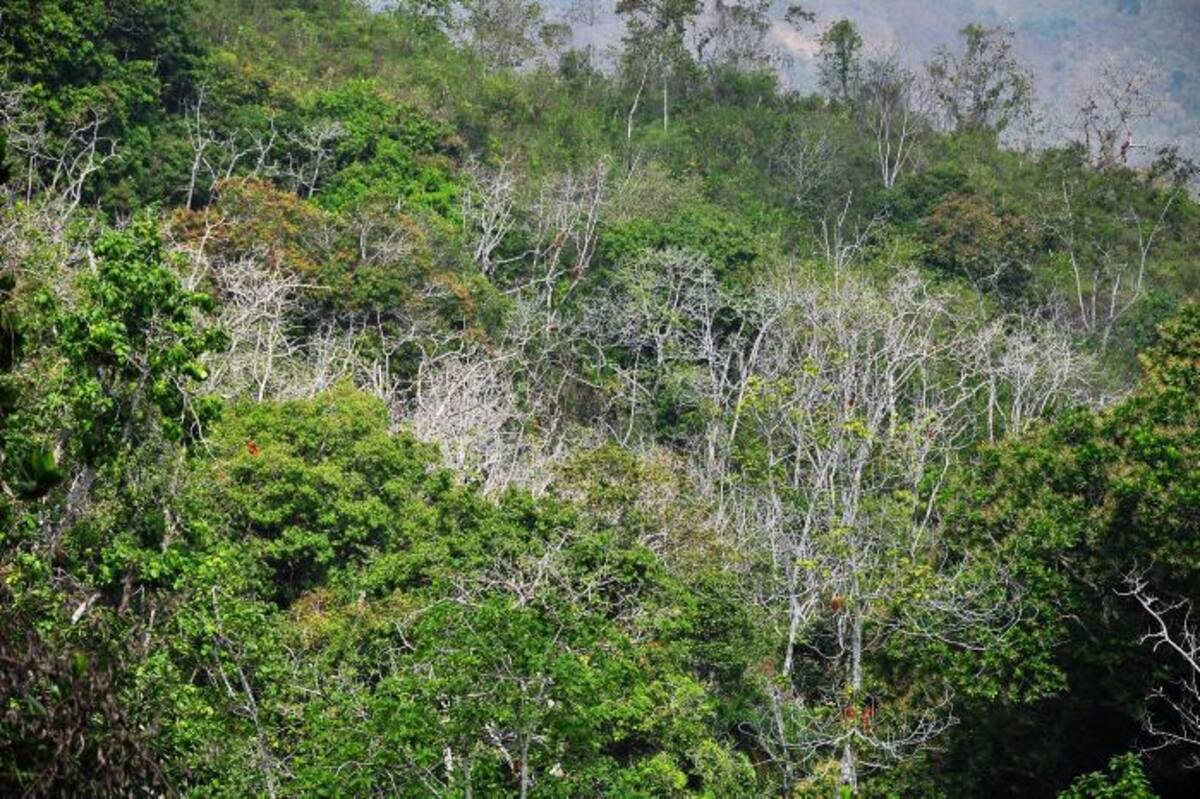 Otro de los propósito de la marcha es reactivar el cultivo de aguacates. Lila Leyva/ El Universal