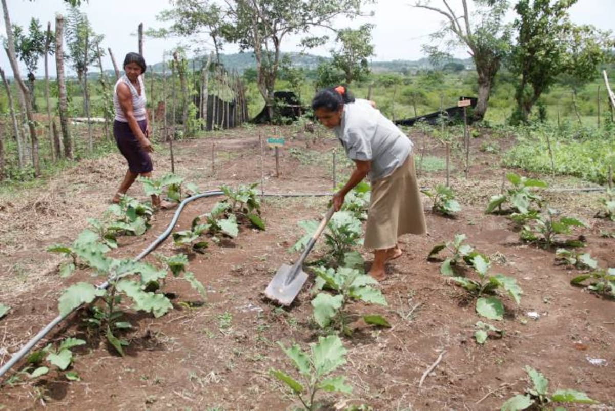 Gladis Martínez de Cantero y Yolanda González Anaya, hacen parte del grupo de las 22 mujeres que han dedicado una hectárea del terreno para sembrar hortalizas y ayudar con el sostenimiento de sus hogares. OSCAR DÍAZ ACOSTA / EL UNIVERSAL L