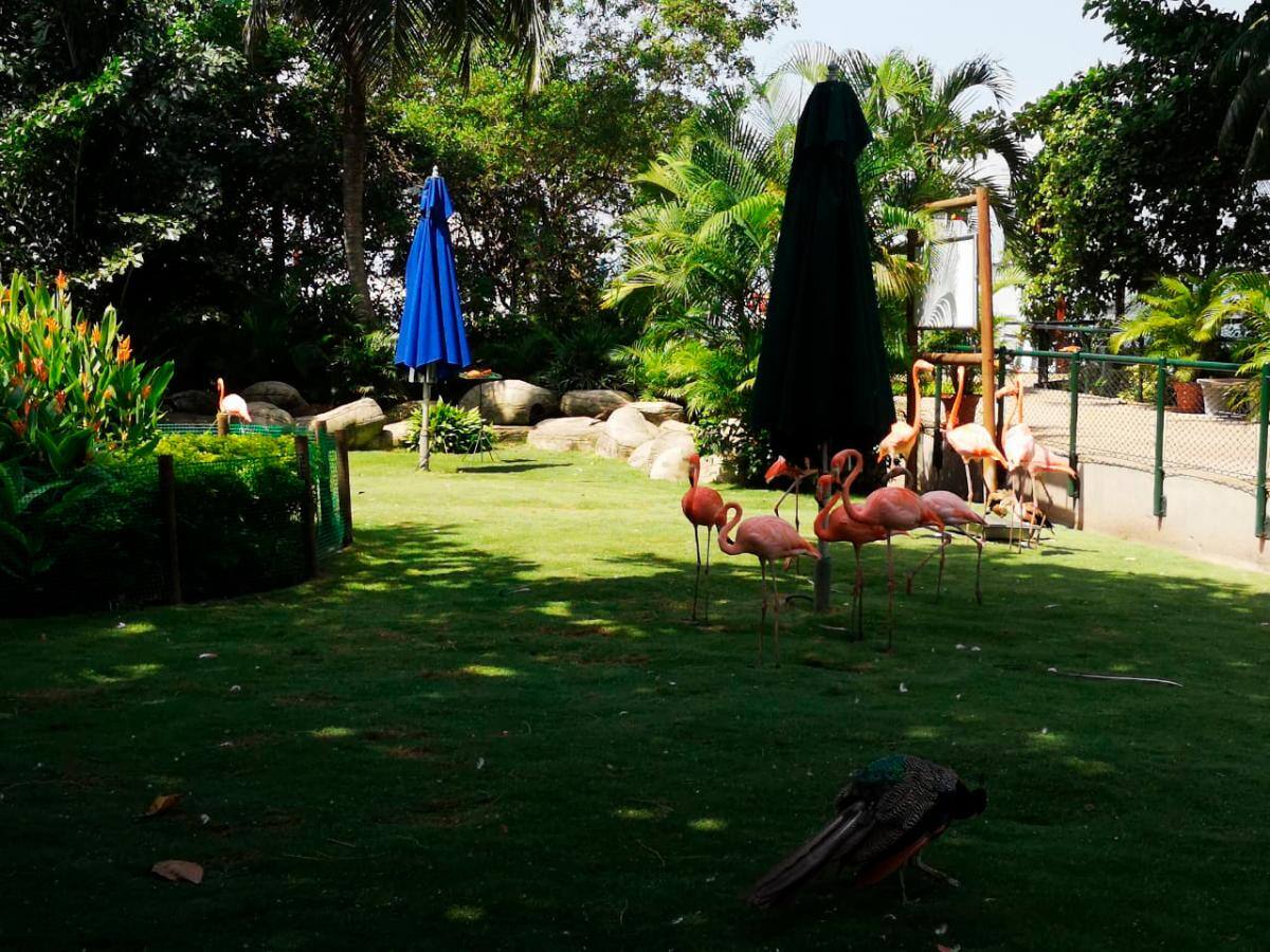 Los visitantes podrán disfrutar un show de aves, entre 11.30 a.m y 3.pm. y visitar el hábitat de flamencos y cisnes, la plaza de guacamayas, entre otros. // Fotos: Érica Otero Brito.