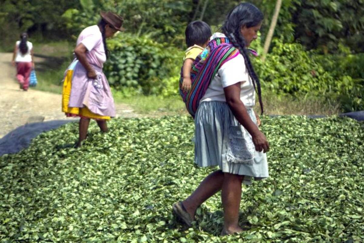 Mujeres, en la localidad de Languinilla, Cuzco (Perú) pisan hojas secas de coca antes de ser enviadas a los laboratorios clandestinos donde serán procesadas y convertidas en pasta de cocaína. AFP ERNESTO BENAVIDES