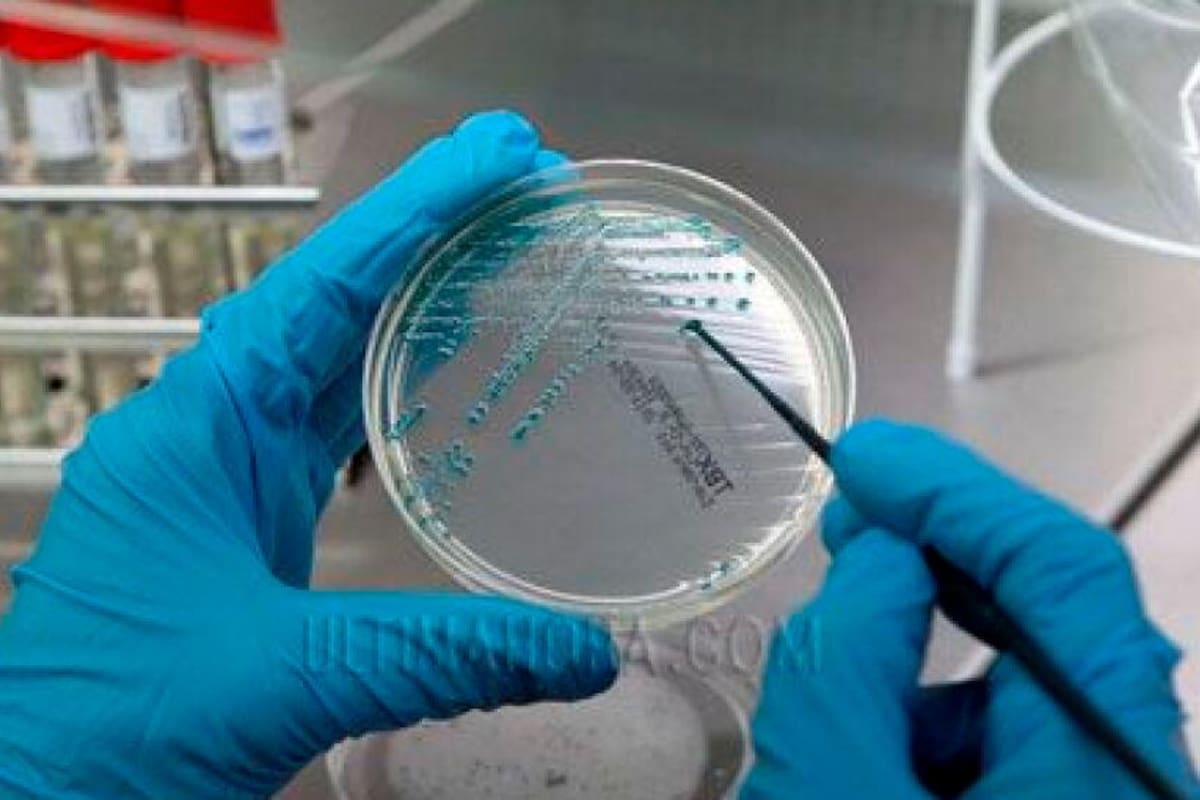 EE.UU. avisa de mortal bacteria “come carne” en Atlántico y Golfo de México