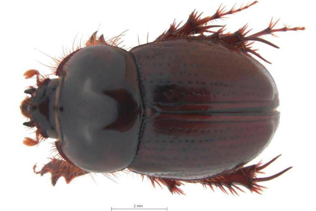 Descubren nueva especie de escarabajo en Colombia