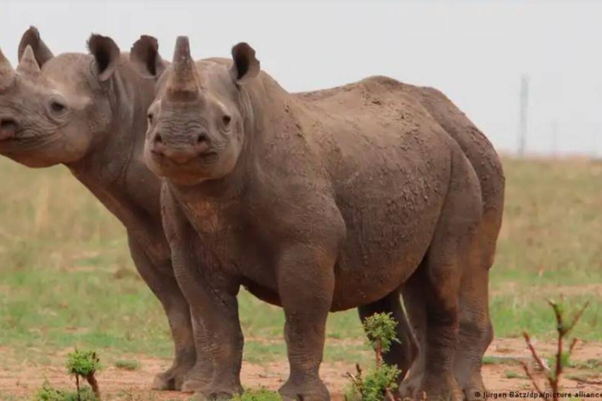 ¡Lamentable! Aumenta la caza furtiva de rinocerontes en Sudáfrica