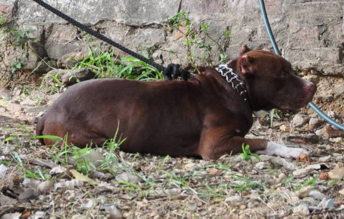 Perro Pitbull que mordió las partes genitales del niño. RAFAEL POLO