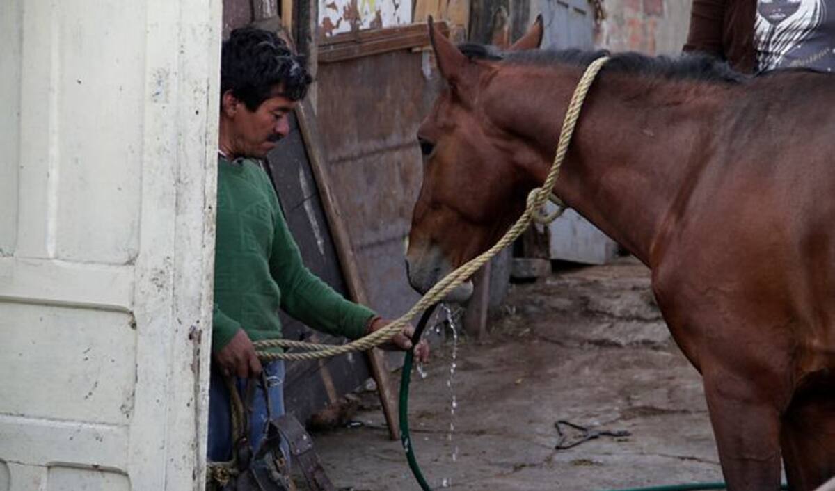 Erradicación de carromulas: Bogotá va a tomar medidas para erradicarlos. COLPRENSA