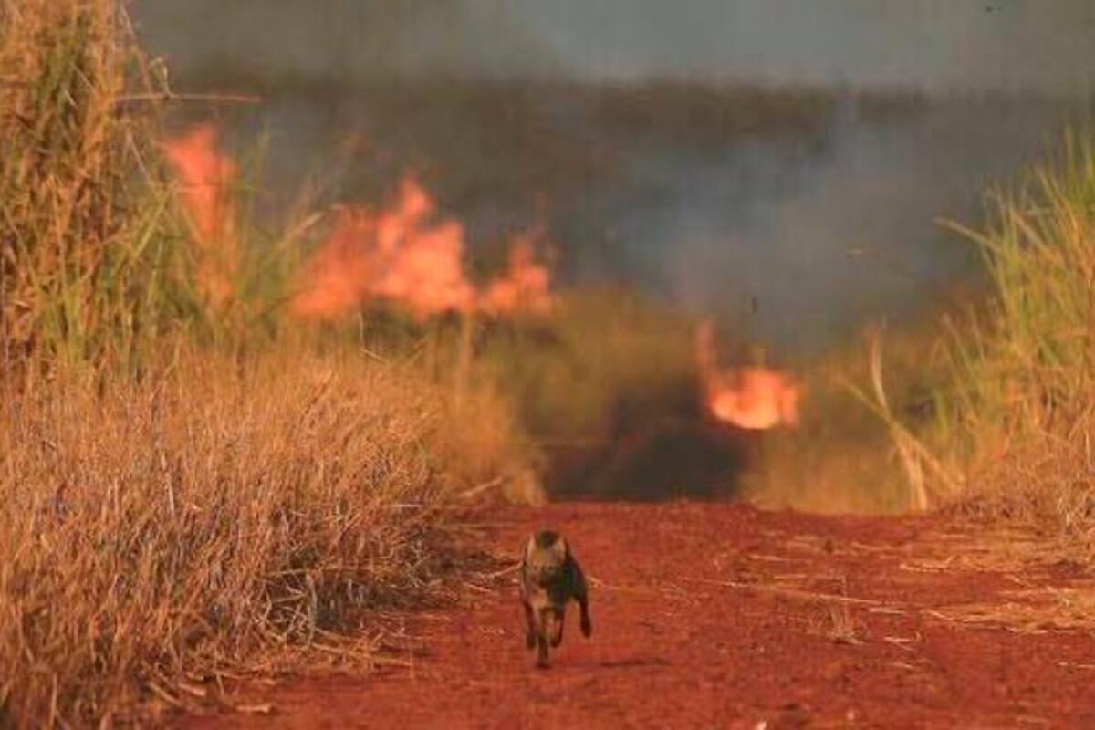 Arde el pulmón del mundo, la Amazonía es devorada por las llamas hace 17 días