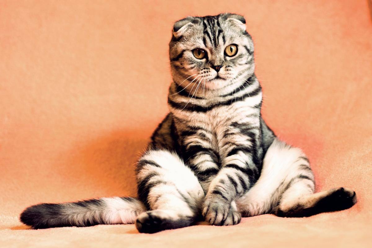 Cómo eliminar eficazmente el olor de la orina de gato