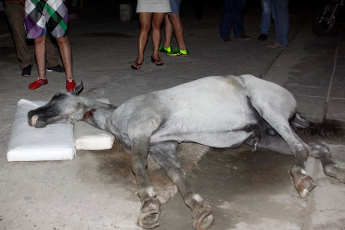 El primero de septiembre murió un caballo cochero en la avenida San Martín. Lorena Henríquez