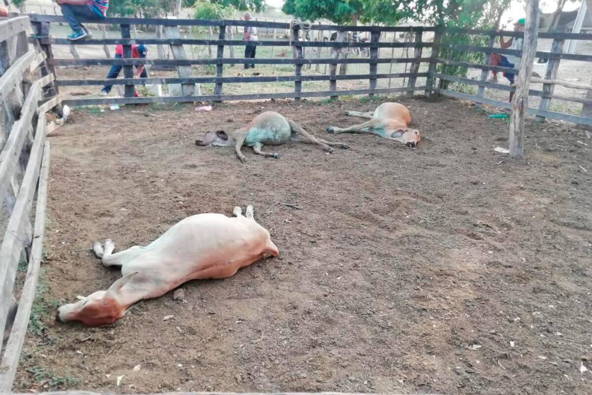 Autoridades investigan mortandad de animales en el sur del Atlántico