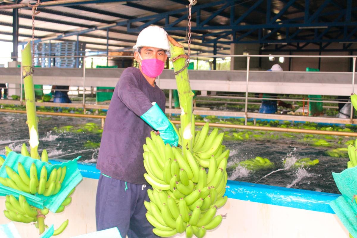 En la región, la producción de banano se concentra en los departamentos de Magdalena, Cesar y La Guajira. // CORTESÍA
