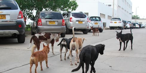 Estarían envenenando a perros y gatos en dos urbanizaciones en Cartagena