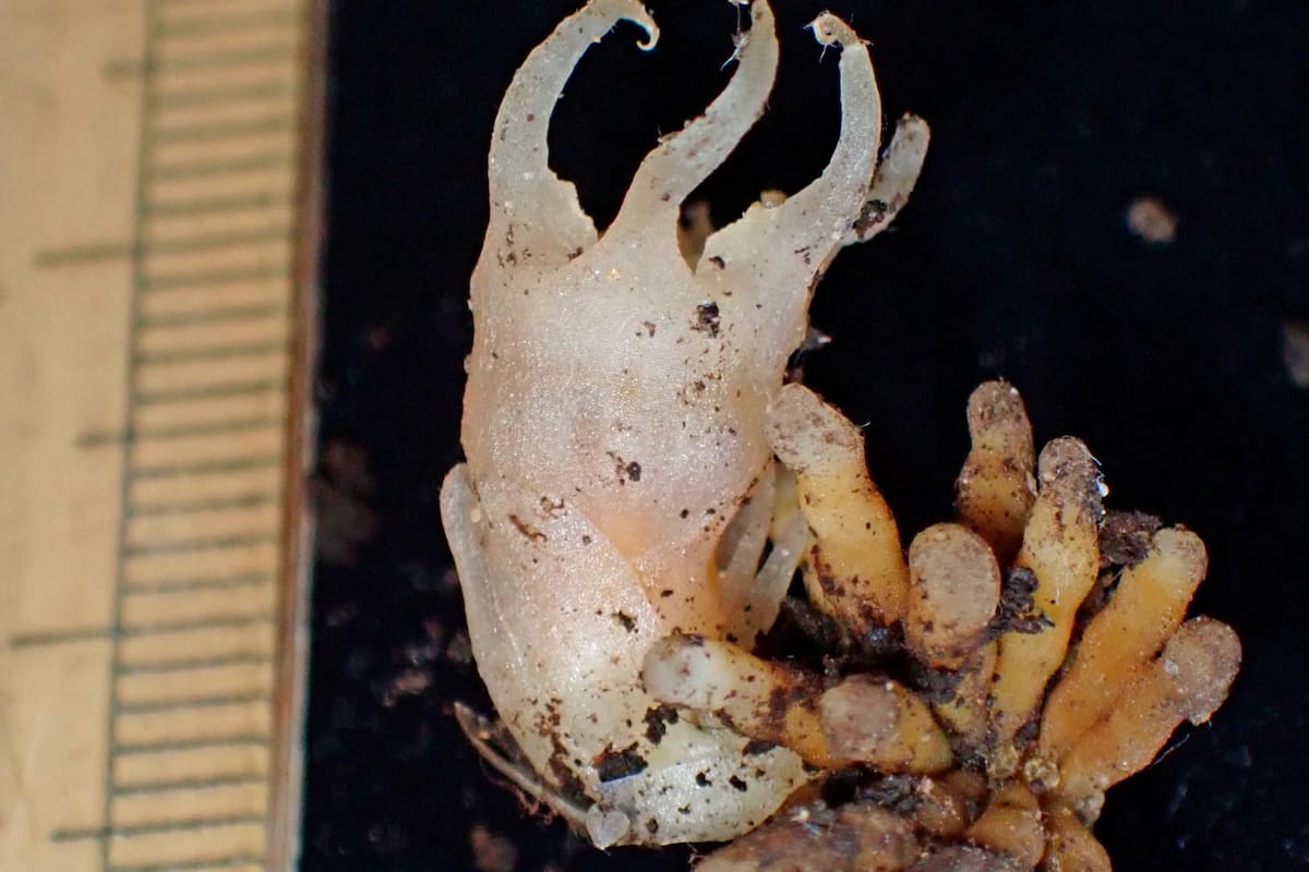 Descubren plantas que parecen de cristal en Japón