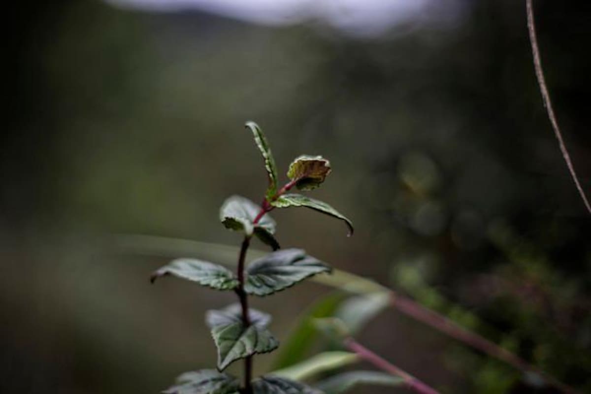 Los páramos de Colombia serán los más afectados por el cambio climático