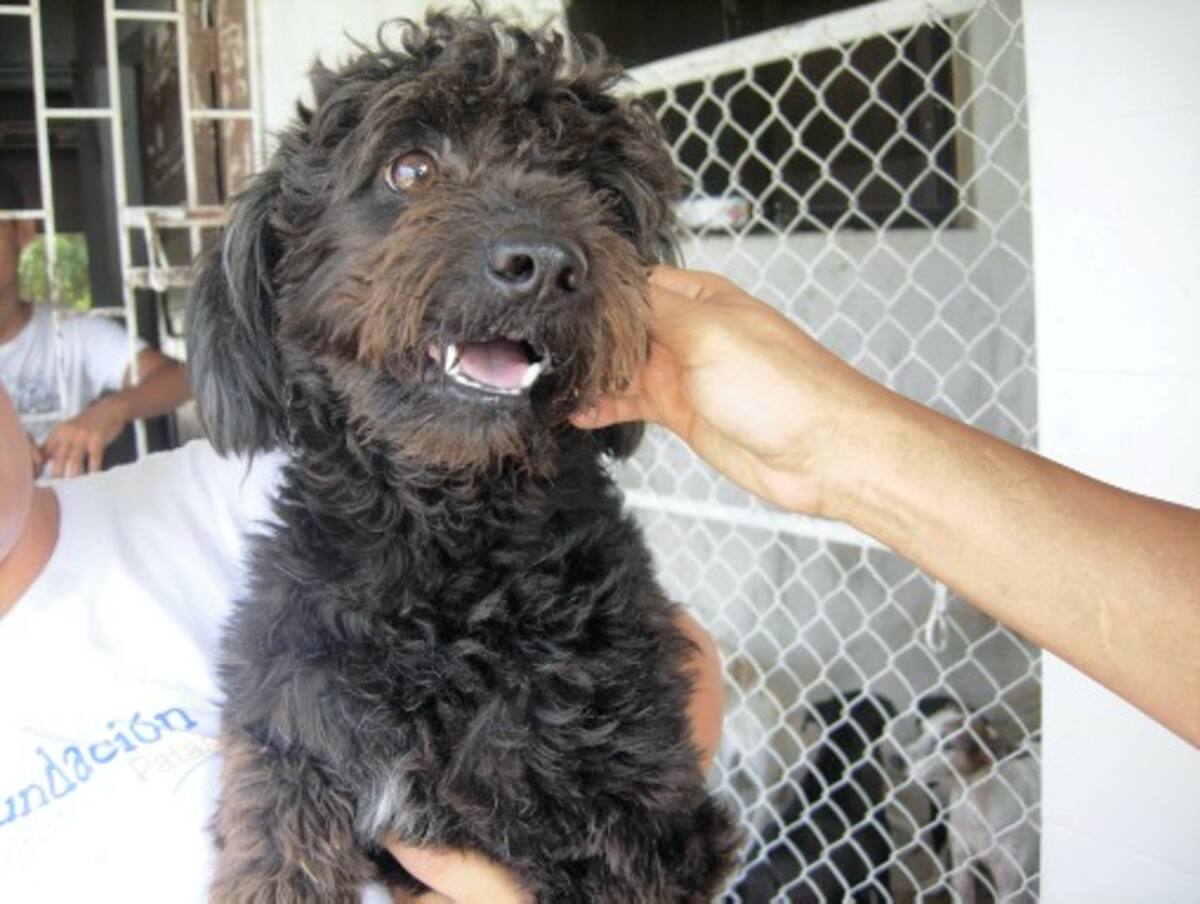 Este French Poodle fue encontrado en le barrio Crespo hace varios meses y tras no conocerse el paradero de sus dueños, se está dando en adopción. Gloria Cardona /ElUniversal