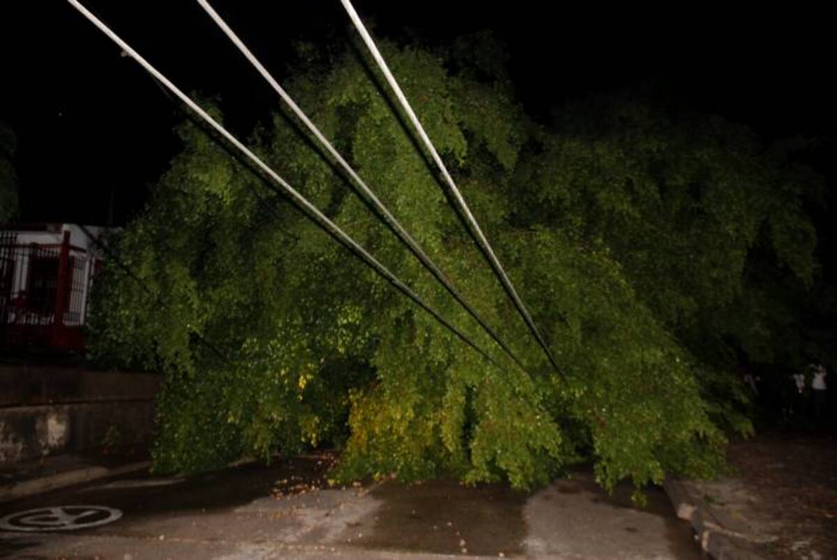 El árbol cayo y arrastró 6 postes de energía, los cuales no cayeron al suelo pero sufrieron fracturas en su estructura LUIS C. PRADO - ELUNIVERSAL.COM.CO