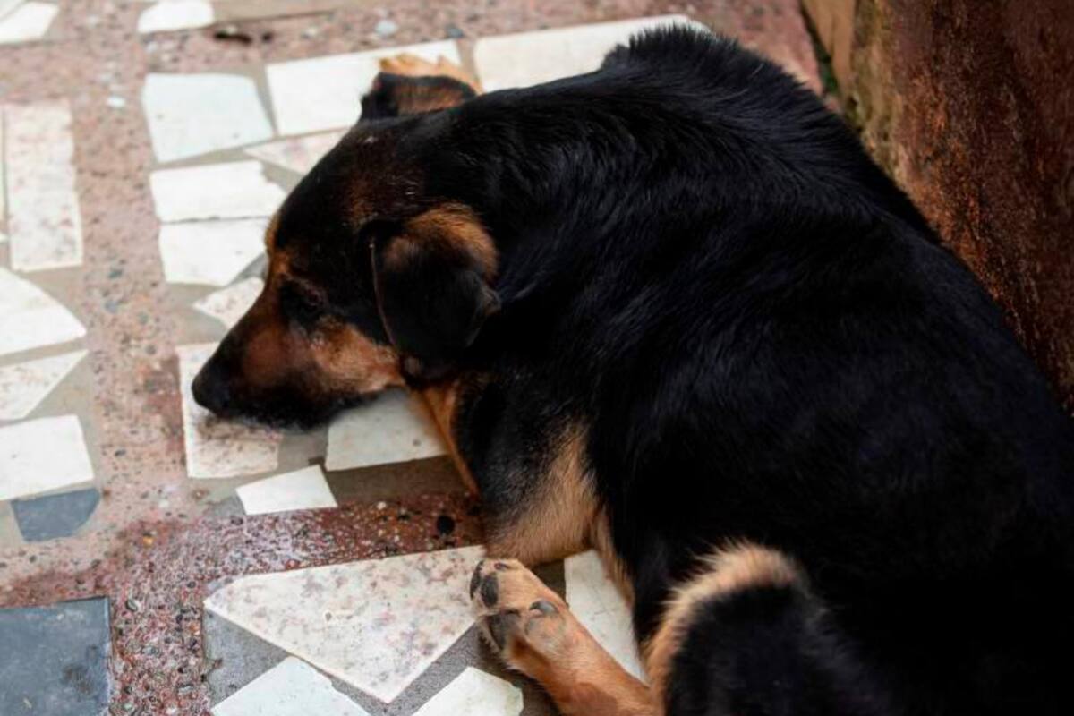 Hombre le pegó a su novio y mató a su mascota: ya lo había amenazado