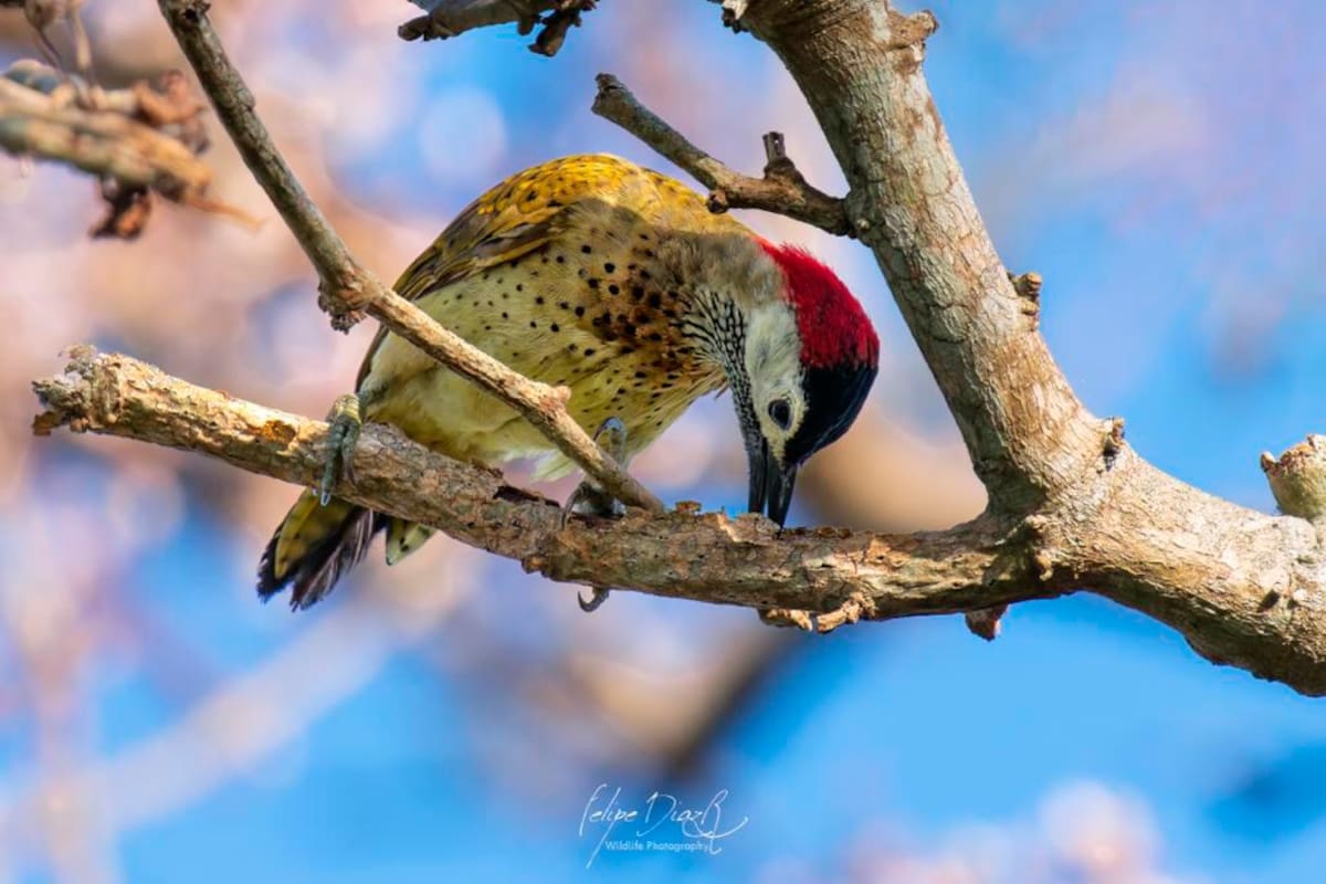 Turismo de naturaleza: Bolívar muestra su oferta en avistamiento de aves