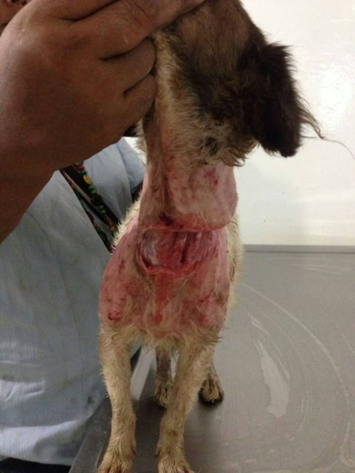 Ambos caninos fueron brutalmente maltratados y luego atendidos por la Fundación Ángeles con Patas.