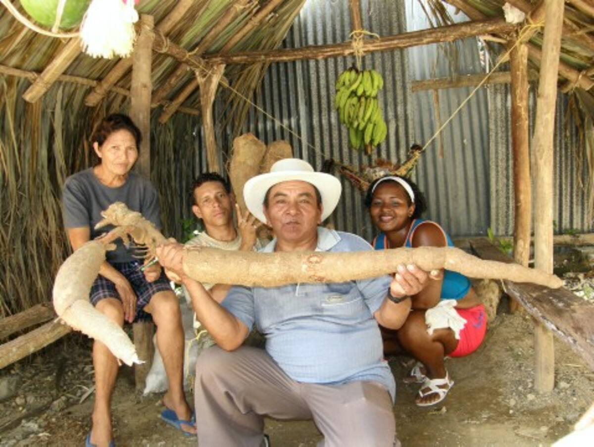 El campesino Roberto Chamorro exhibe una yuca de un metro de largo, culti-vada en las montañas de San Cayetano.