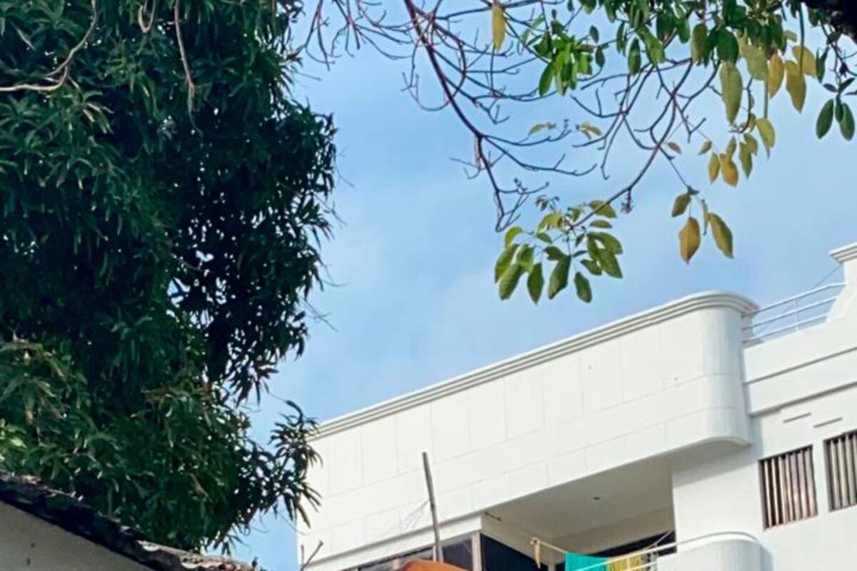 Anuncian operativo de captura del mono aullador suelto en Manga