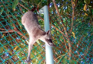 Investigar la fauna del planeta debe ser una prioridad tras la cuarentena