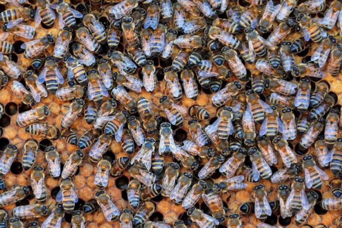 Hombre huye de abejas, se lanza a lago y muere atacado por pirañas