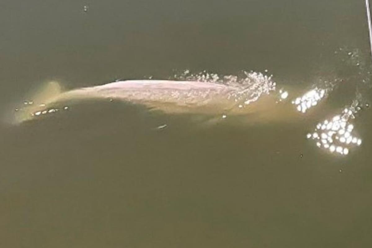 Tratan de rescatar a pequeña ballena beluga perdida en el río Sena