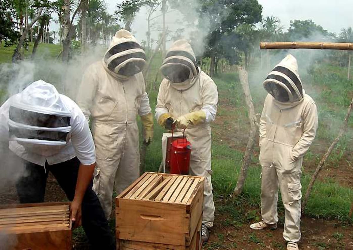 En zona rural de Ovejas será implementado proyecto de apicultura, con los recursos aprobados por el Ministerio de Agricultura. ARCHIVO/