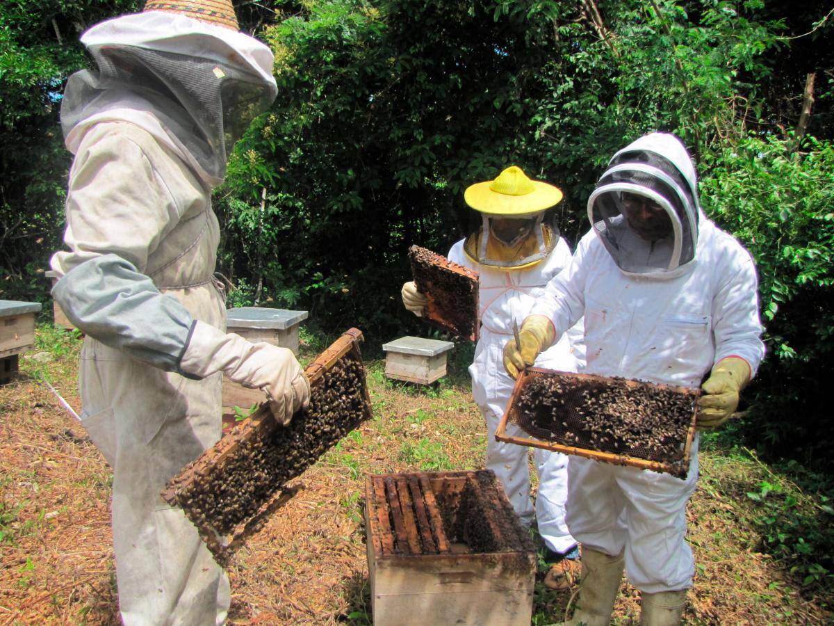 Productores apícolas revisan una colmena. //HFA - EU