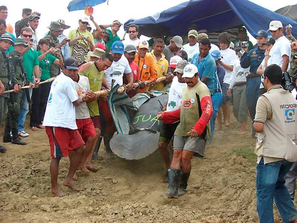 El próximo 16 de noviembre liberarán un manatí.