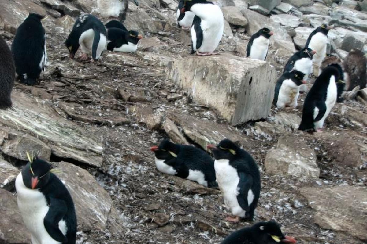 Ofrecen hasta 2.000 euros por contar pingüinos en la Antártida
