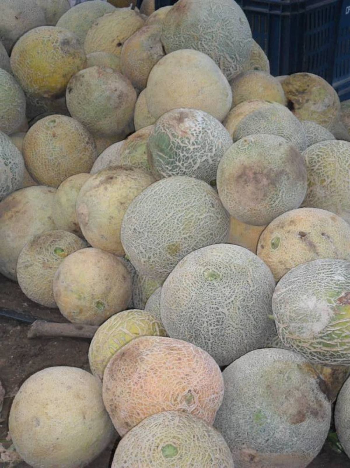 La variedad escogida para el cultivo fue el melón Cantaloup. HERMES FIGUEROA - EL UNIVERSAL
