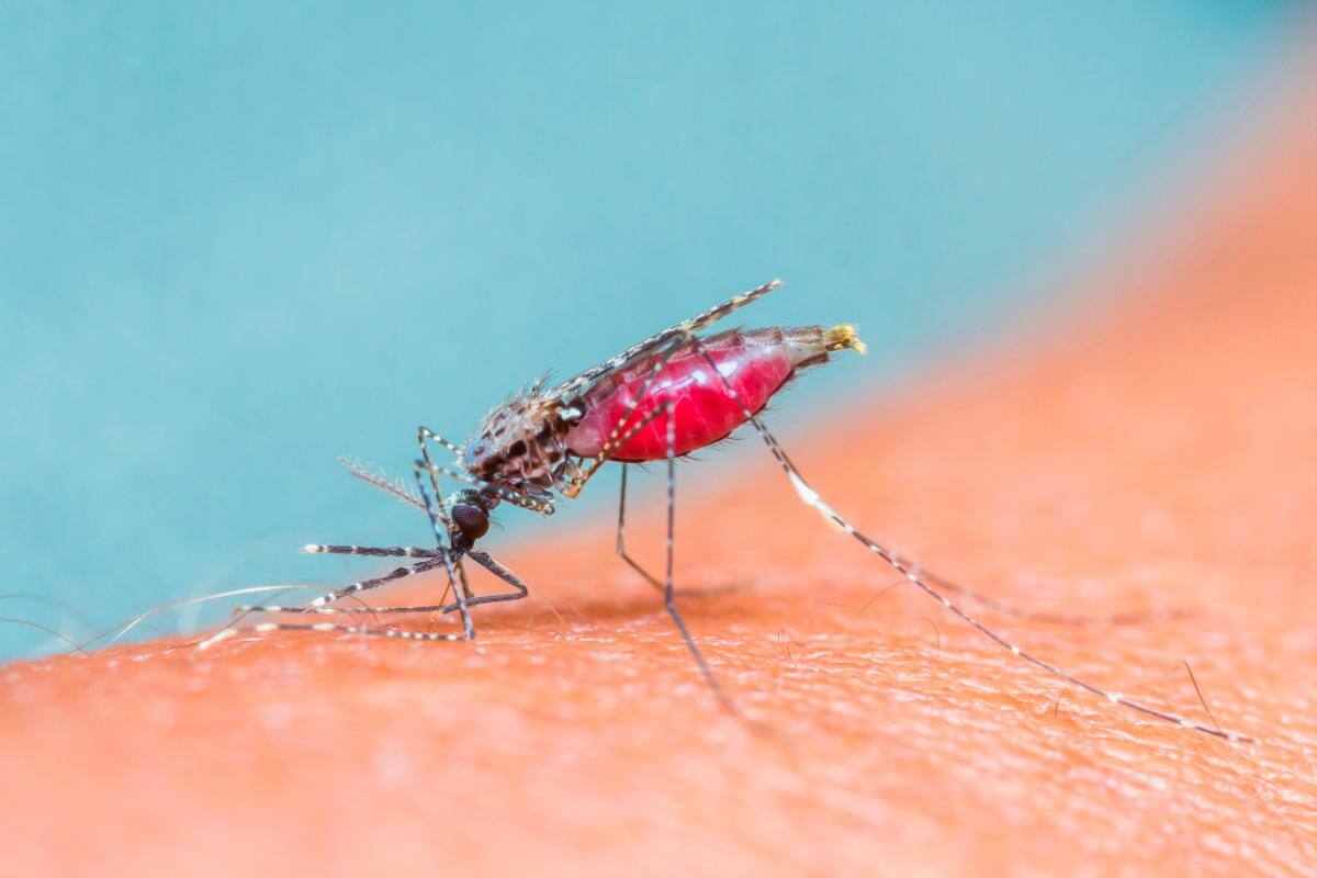 Día Internacional contra el Dengue: las alarmas están encendidas