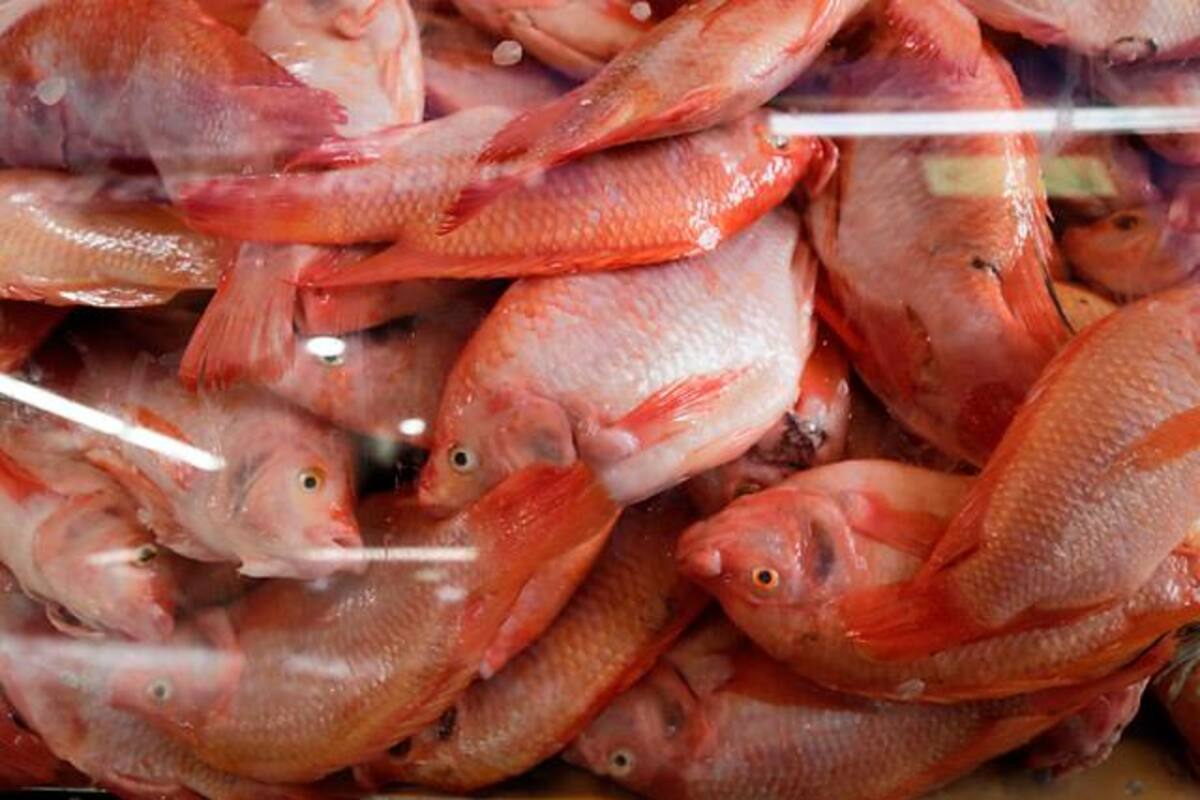 Lo que debe tener en cuenta a la hora de comprar pescado durante Semana Santa