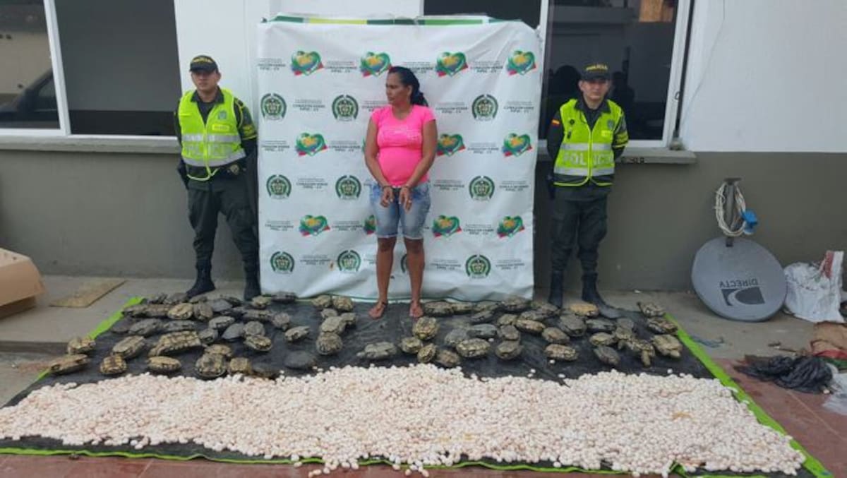 Durante los operativos, los uniformados capturaron a Maribel Julio Mestre, oriunda del municipio de Arjona. Lila Leyva/El Universal